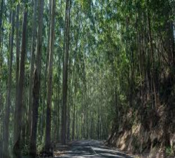 🌲🚐 കാടു മുതൽ കടൽ വരെ